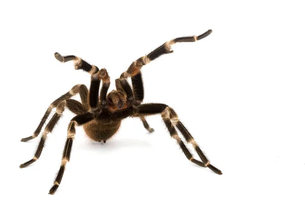 Mexican Red Rump Tarantula Brachypelma Vagans White Background — Stock Photo, Image