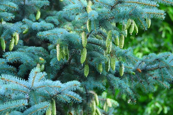 Primer Plano Las Ramas Los Contras Del Árbol Navidad — Foto de Stock