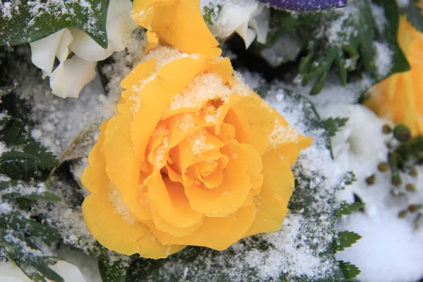 Ένα Λαμπερό Κίτρινο Τριαντάφυλλο Στο Χιόνι — Φωτογραφία Αρχείου