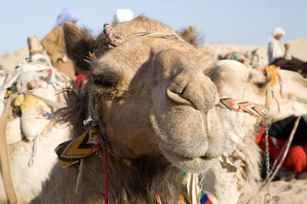 Camello Desierto Del Sahara Egipto Soleado Día Verano — Foto de Stock
