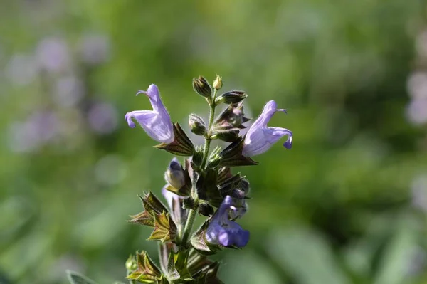 Een Macrofotografie Van Gemeenschappelijke Salie Salvia Officinalis — Stockfoto