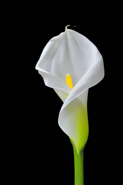 Hermosa Calla Sobre Fondo Negro — Foto de Stock