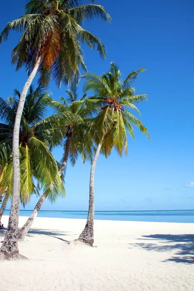 Cocos Con Puesta Sol Isla Embudu Las Maldivas — Foto de Stock