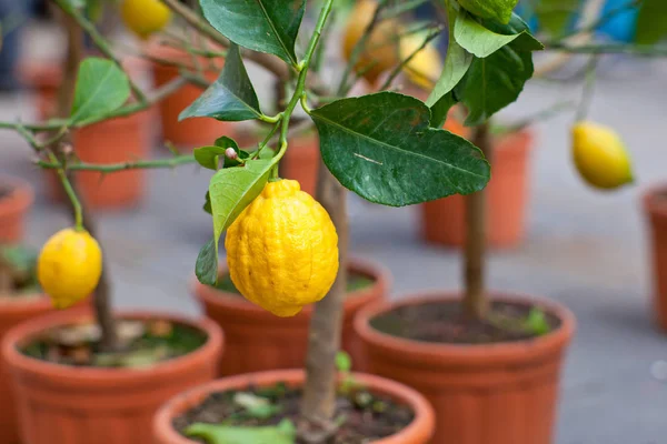Biologi Lemon Pohon Dalam Panci — Stok Foto