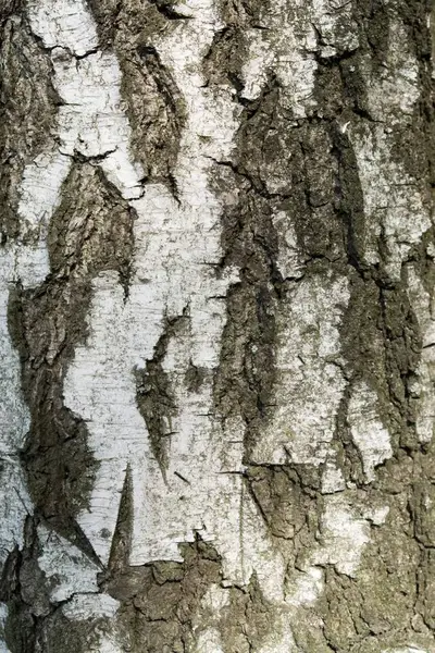 Textur Rinde Eines Alten Baumes Nahaufnahme — Stockfoto