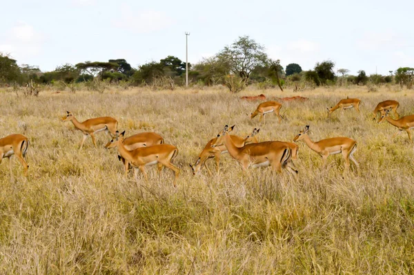 Tři Vodušky Savaně Parku Tsavo East Keni — Stock fotografie