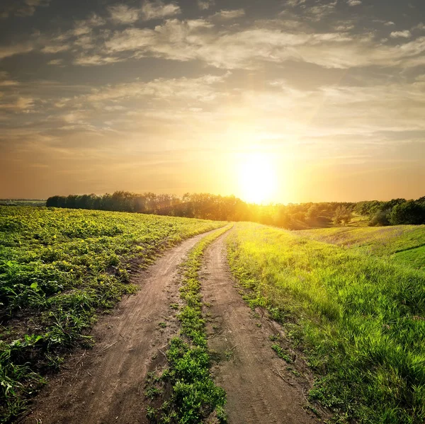 Pôr Sol Sobre Estrada Rural Campo Girassóis Jovens — Fotografia de Stock