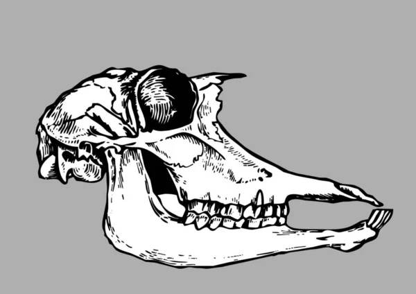 Silhouette Del Cranio Sfondo Grigio — Foto Stock