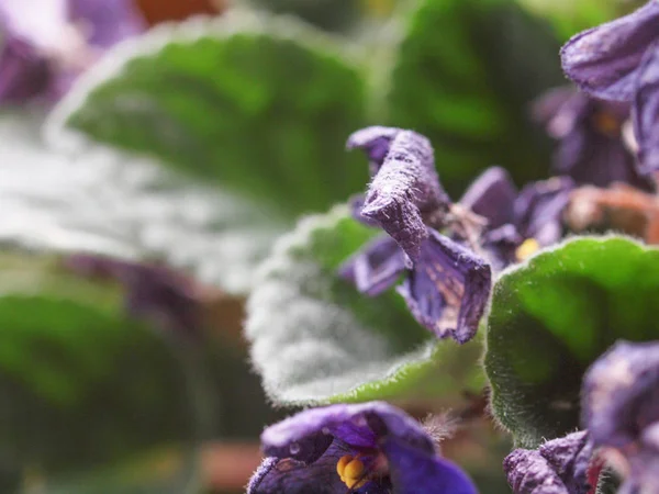 Затухаючі Сентулії Африканського Фіолетового Квітки — стокове фото