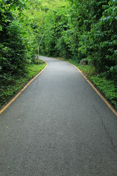Cesta Tropického Lesa — Stock fotografie
