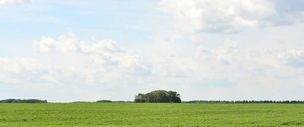 Grönt Fält Bakgrund Blå Himmel — Stockfoto