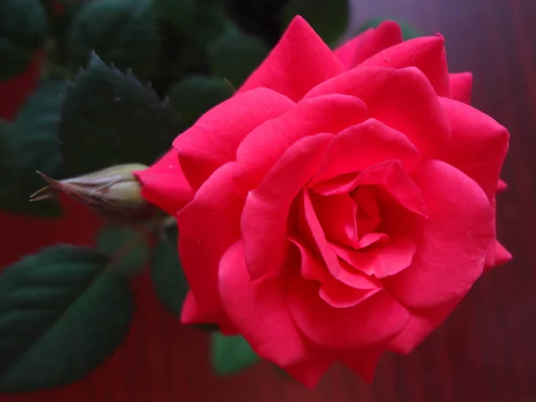 Розовые Розы Растущие Глиняном Горшке — стоковое фото