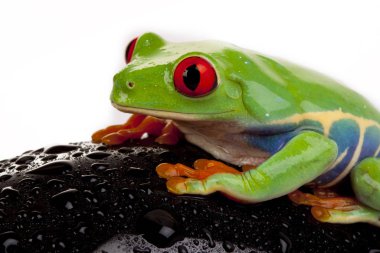 Green frog isolated on white clipart