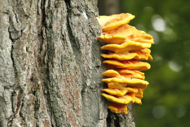 Laetiporus sulphureus bracket fungus on oak tree in Finland. clipart
