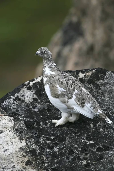 Ptarmigan Lagopus Mutus Qoornoq Yakınlarındaki Bir Kaya Üzerinde — Stok fotoğraf