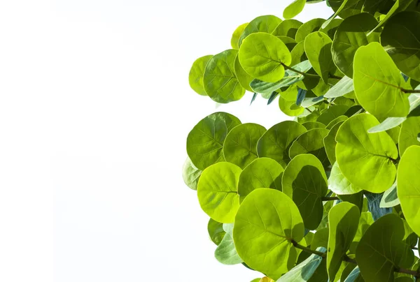 Grüner Kreis Blätter Auf Weißem Hintergrund — Stockfoto