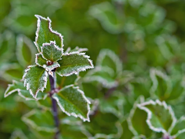 Frost Coberto Folhas Azevinho Início Inverno — Fotografia de Stock