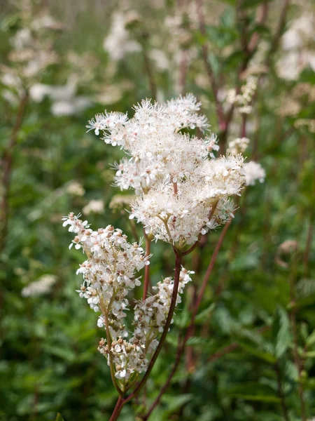 Towering White Flowers Sunlight Grass Meadow Spiraea Alba Meadowsweet — Stock Photo, Image