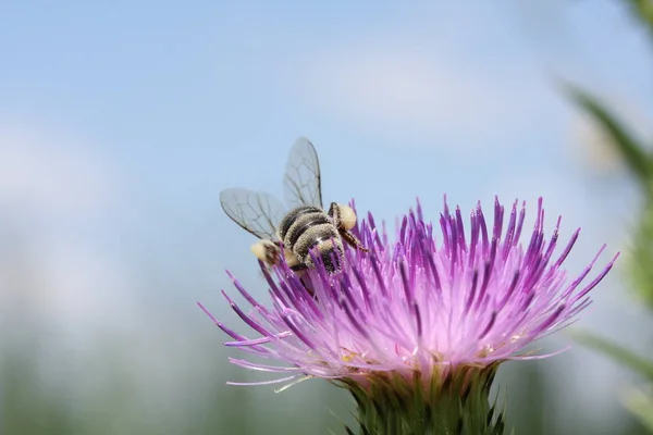 Κοντινό Όψη Του Μελιού Μέλισσα Λουλούδι — Φωτογραφία Αρχείου