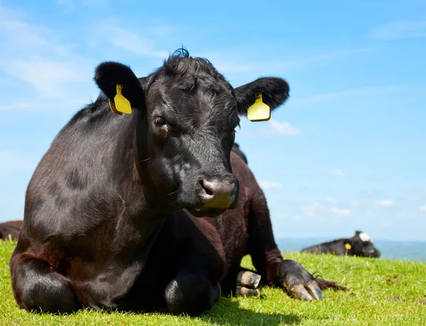 Preto Aberdeen Angus Vaca Pastagem Inglaterra — Fotografia de Stock