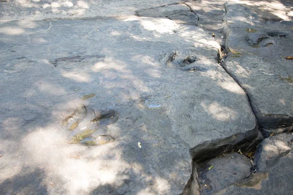 Tayland Dinozor Parçaları Detay Dinozor Ayak Izleri Ayak Izi — Stok fotoğraf
