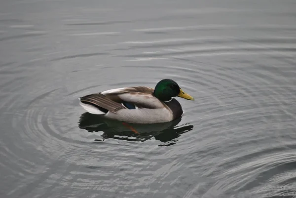 Yalnız Bir Ördek Levico Gölü Sularında Yüzer Trento Ilinde — Stok fotoğraf