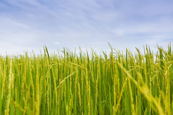 Utsikt Över Paddy Rice Field Dagtid — Stockfoto