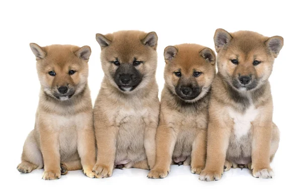 강아지들은 쉬바이누 — 스톡 사진