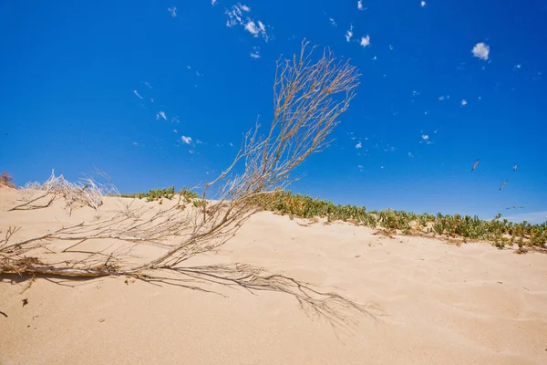 Прибережна Піщана Дюна Пляжі Золотим Піском Під Яскраво Синім Тропічним — стокове фото