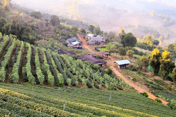 Agricoltore Del Villaggio Locale Doi Mae Salong Chiang Rai Thailandia — Foto Stock