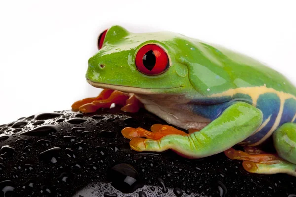 Grüner Frosch Isoliert Auf Weißem Grund — Stockfoto