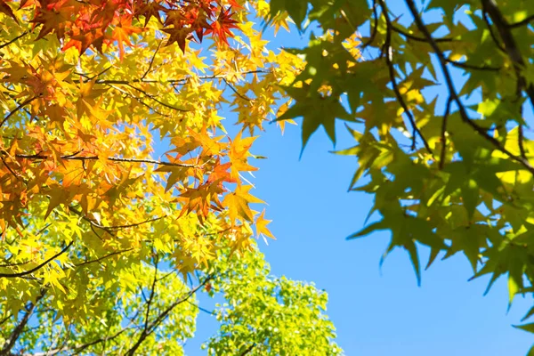 秋天枫叶在一个阳光明媚的日子 天空的背景 — 图库照片