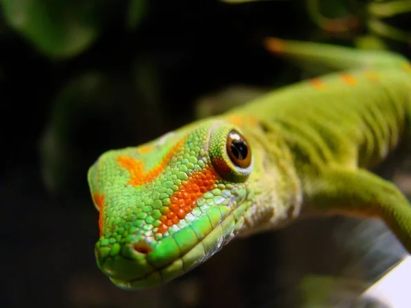 Madagaszkár Óriás Nap Gekkó — Stock Fotó