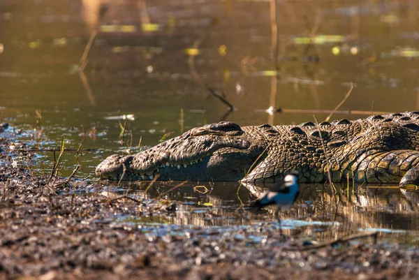 Krokodil Alszik Sárban Chobe Nemzeti Park — Stock Fotó