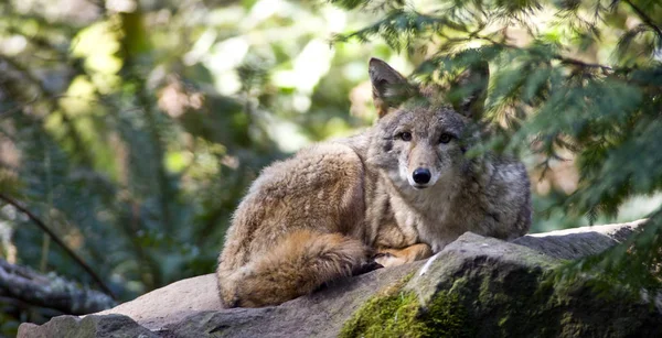 Egy Magányos Coyote Nyugszik Miközben Nézi Kamerát — Stock Fotó