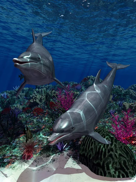 Dois Golfinhos Nadam Oceano — Fotografia de Stock
