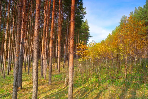 Bela Paisagem Floresta Outono Com Pinheiros — Fotografia de Stock
