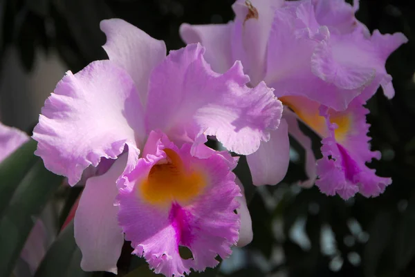 Flor Amarela Rosa Orchid Cattleya Flor Mola — Fotografia de Stock