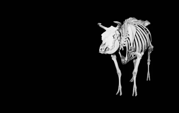 Σκελετός Της Ευρωπαϊκής Αγελάδας Των Βοσβιδών Μποβινών — Φωτογραφία Αρχείου