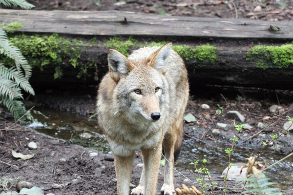 Coyote Photo Prise Northwest Trek Wildlife Park — Photo
