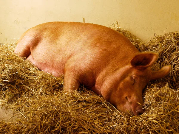 Свинья Спит Большой Стоге Сена — стоковое фото