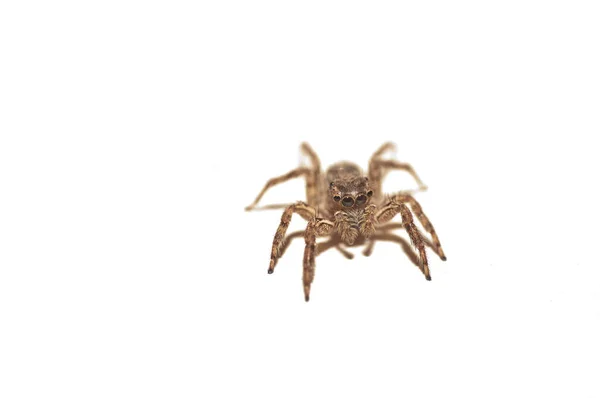 Jumping Spider Isolated White Background — Stock Photo, Image