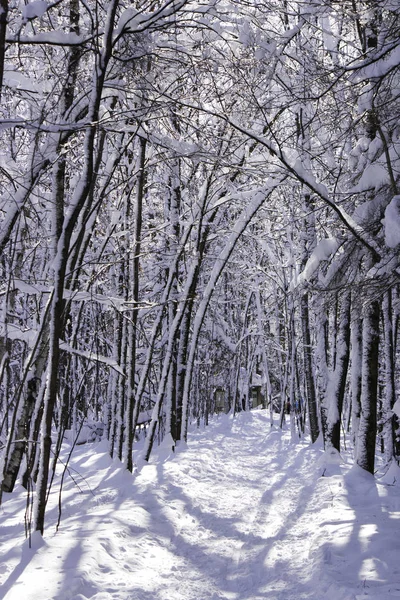 Zima Scena Las Przyroda Koncepcja — Zdjęcie stockowe