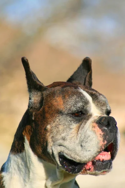 Porträt Eines Männlichen Boxerhundes Freien Einem Park — Stockfoto