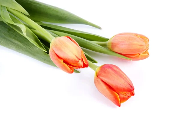 Ramo Tulipanes Rojos Encuentra Sobre Fondo Blanco — Foto de Stock