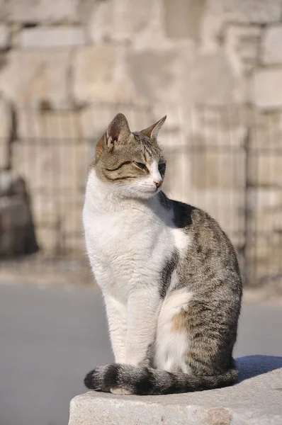 Kočka Sedí Pózuje Jako Řecká Socha Turecko — Stock fotografie