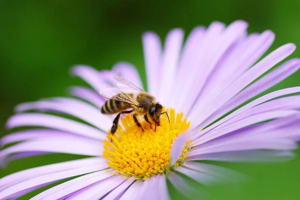 Bild Der Schönen Violetten Blume Und Biene — Stockfoto