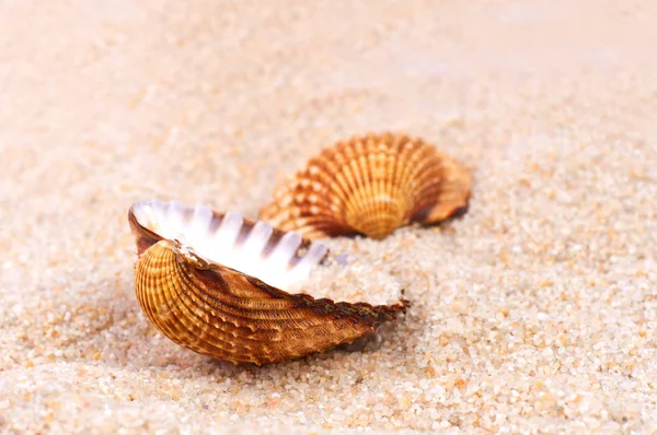 浜の柔らかい砂の海シェル — ストック写真