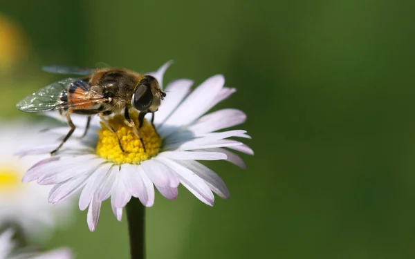 Bienen Fotografiert Wie Sie Auf Der Blume Ruhen Auf Gänseblümchen — Stockfoto