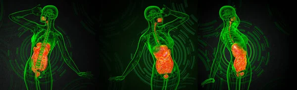 Renderização Ilustração Médica Sistema Digestivo Humano — Fotografia de Stock